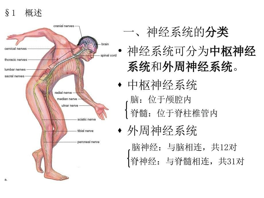 人体解剖生理学7.第七章神经系统_第5页