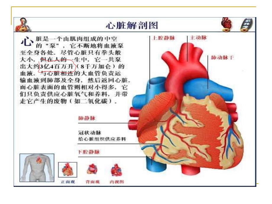 循环系统的解剖和功能分解_第2页