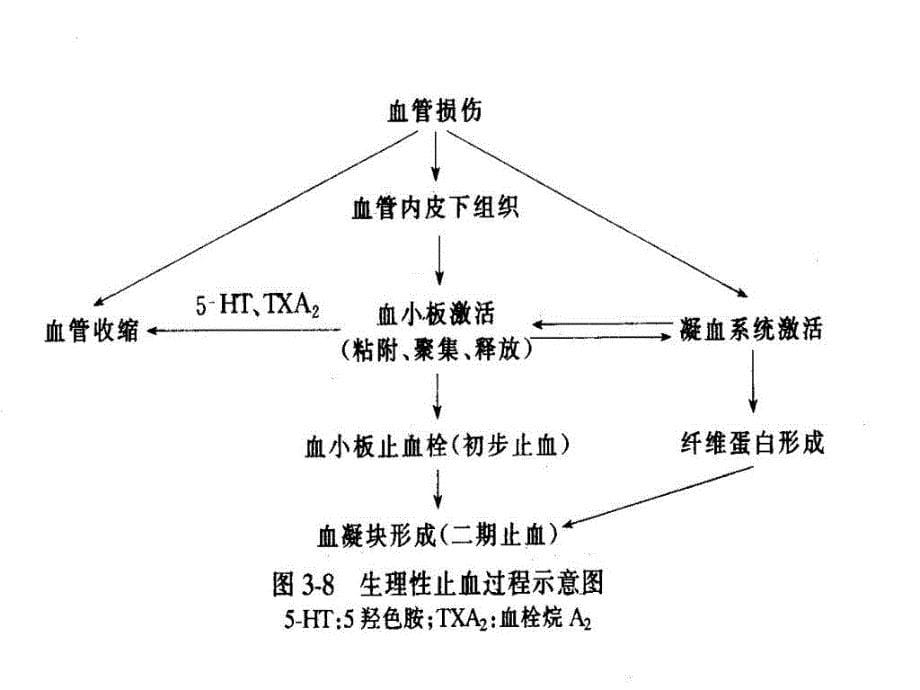 第三节血液凝固与纤维蛋白溶解_第5页