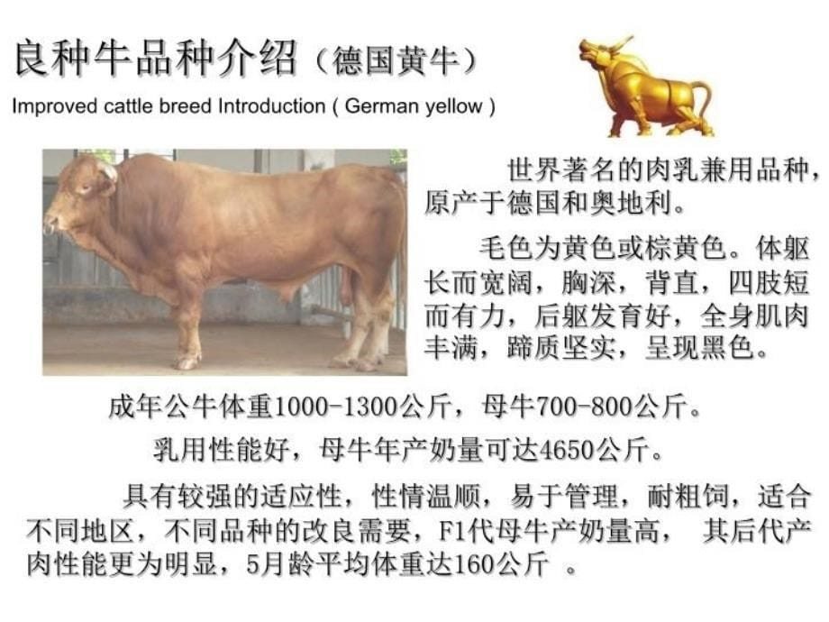 最新如何区分是几代牛ppt课件_第5页