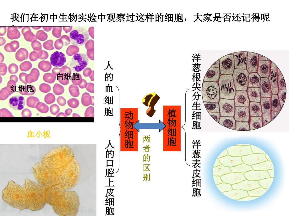 细胞的多样性和统一性_第4页