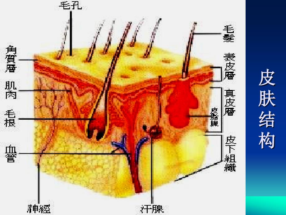 内调防晒与美白淡斑_第4页