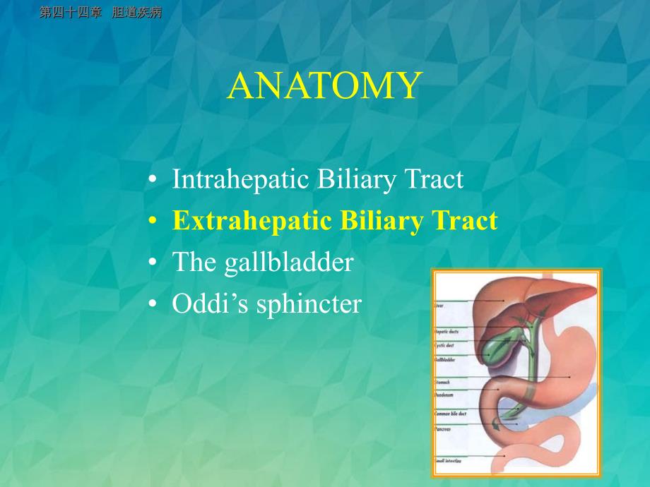 胆道疾病双语课件_第2页
