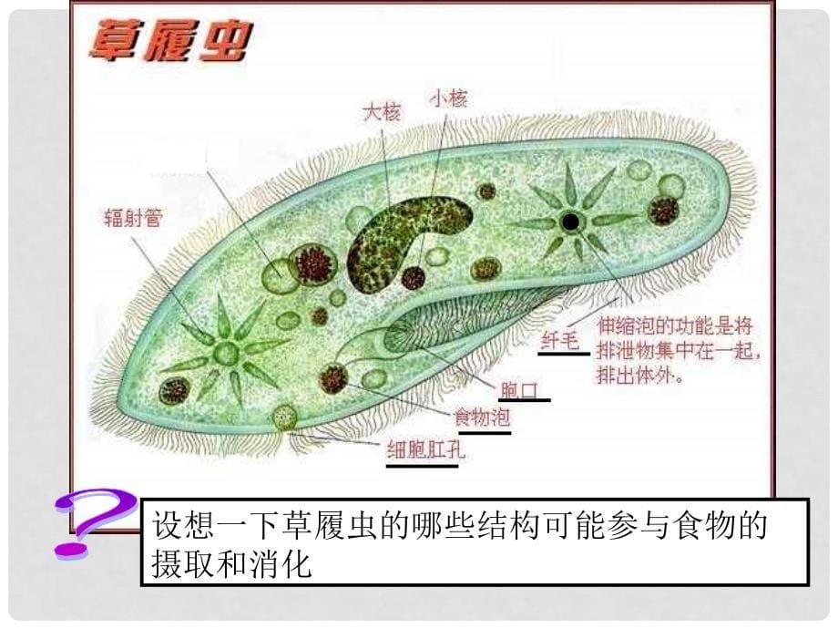 七年级科学上册《显微镜下的各种生物》课件11 浙教版_第5页