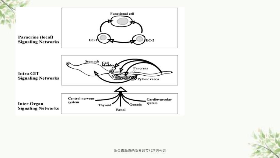 鱼类胃肠道的激素调节和新陈代谢课件_第4页