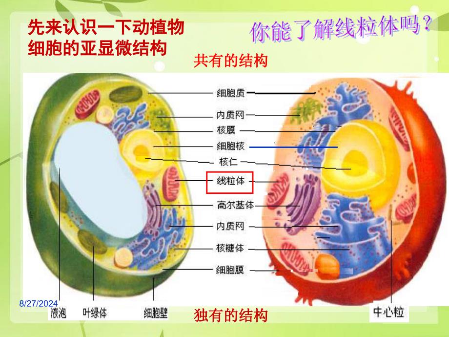 细胞器系统内的分工合作参考课件_第3页