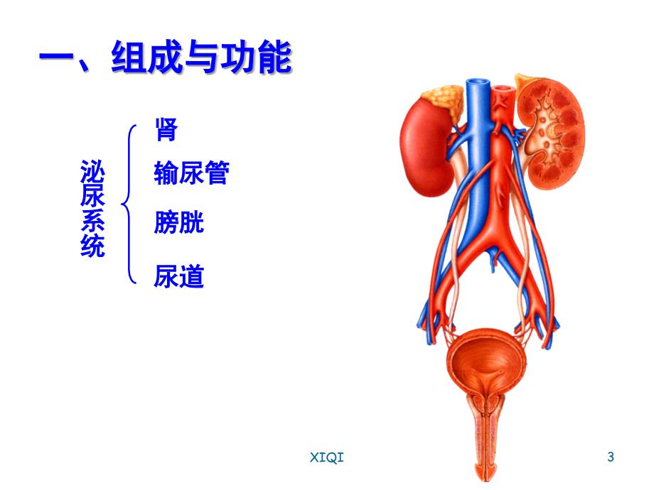 泌尿系科普知识讲座_第3页