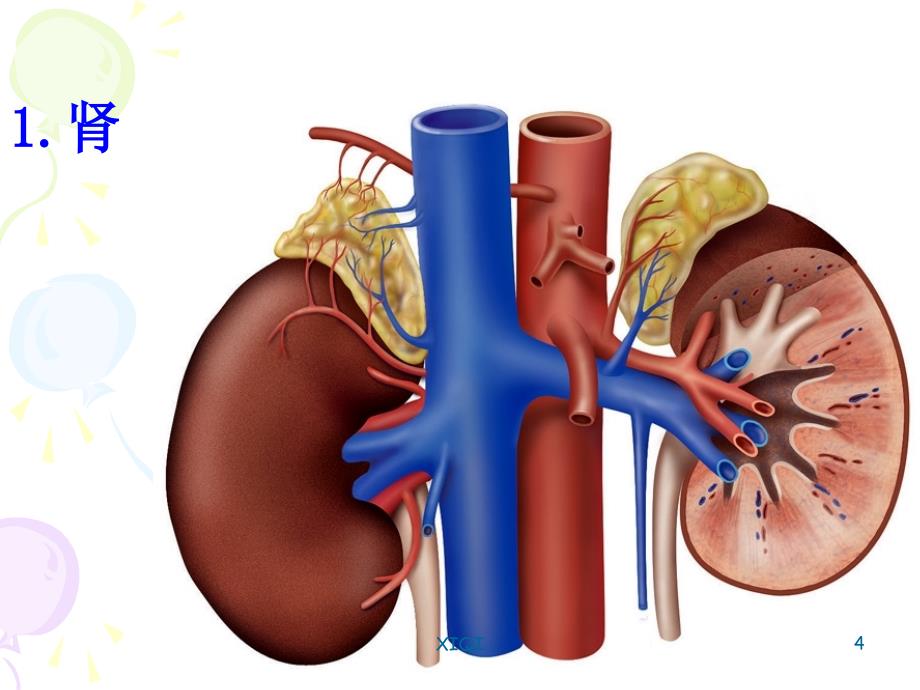 泌尿系科普知识讲座_第4页