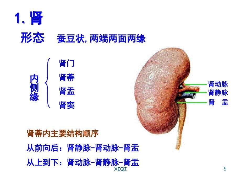 泌尿系科普知识讲座_第5页