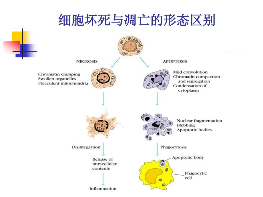 肝细胞死亡的基础与临床研究_第4页