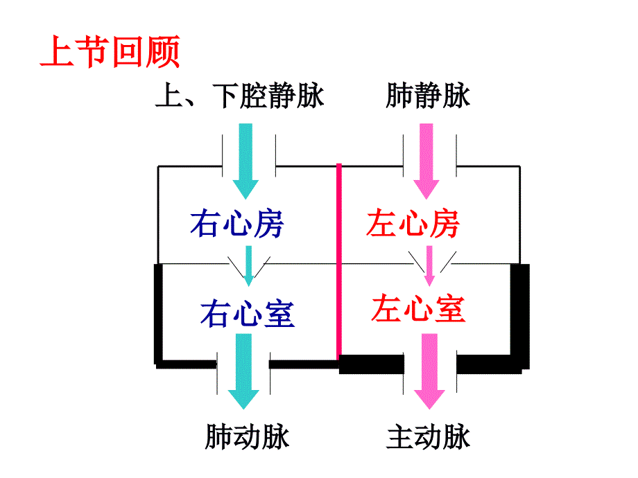 443（2）输送血液的泵心脏2_第2页