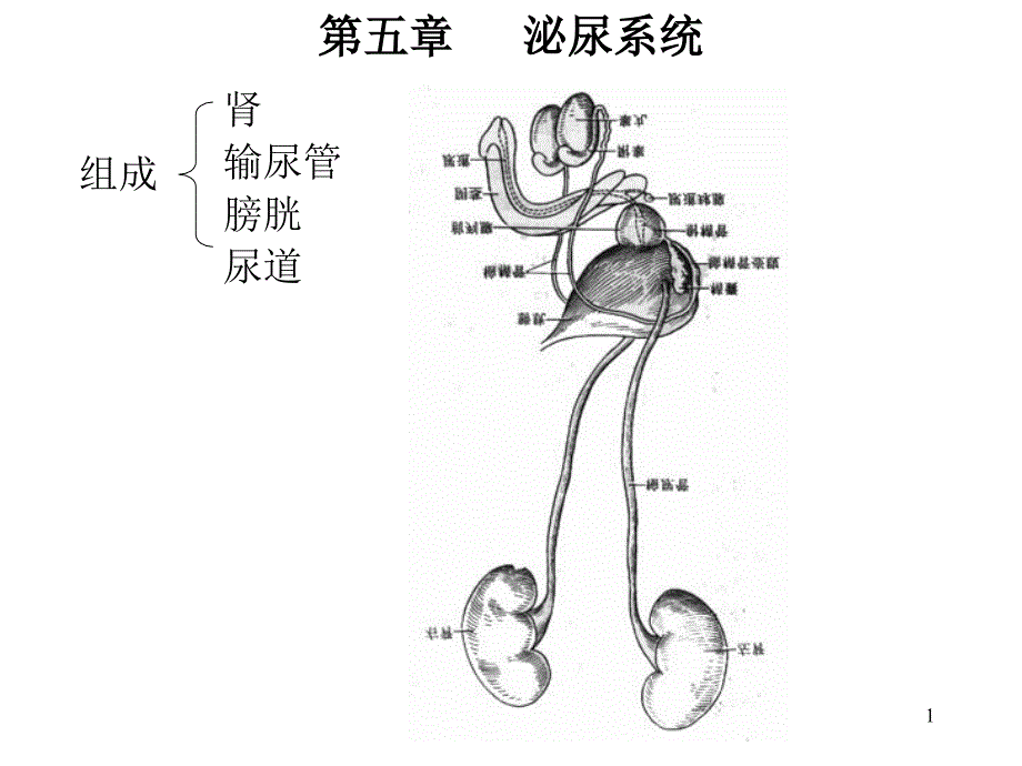 医学课件第五部分泌尿系统教学课件_第1页