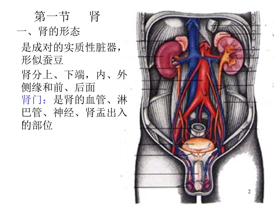 医学课件第五部分泌尿系统教学课件_第2页