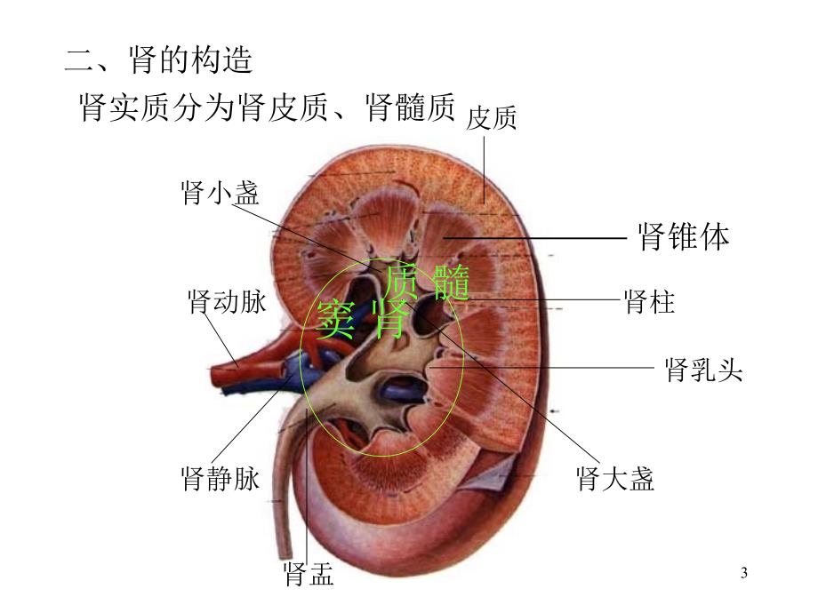 医学课件第五部分泌尿系统教学课件_第3页