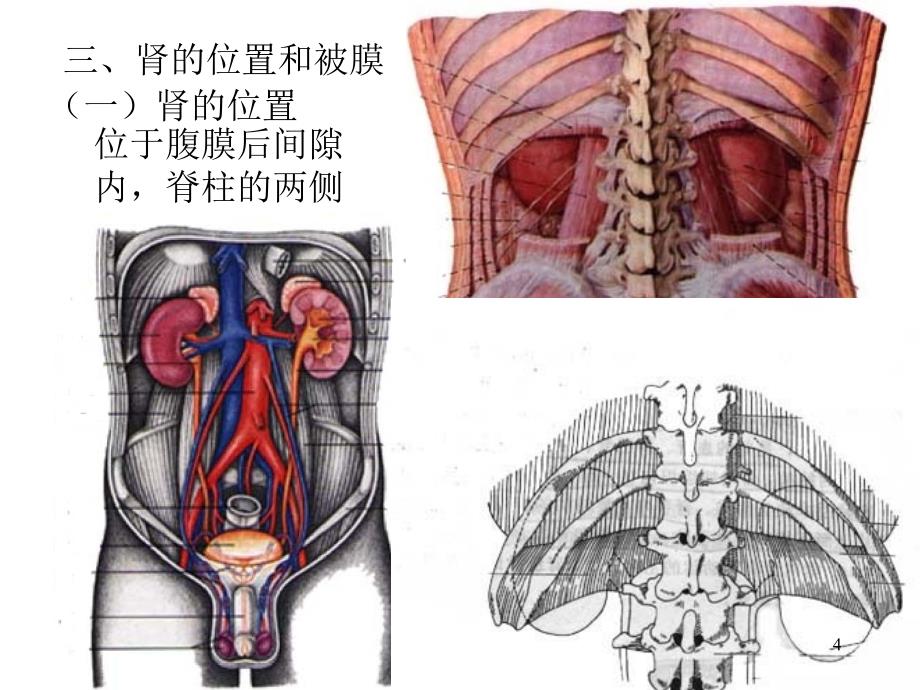 医学课件第五部分泌尿系统教学课件_第4页