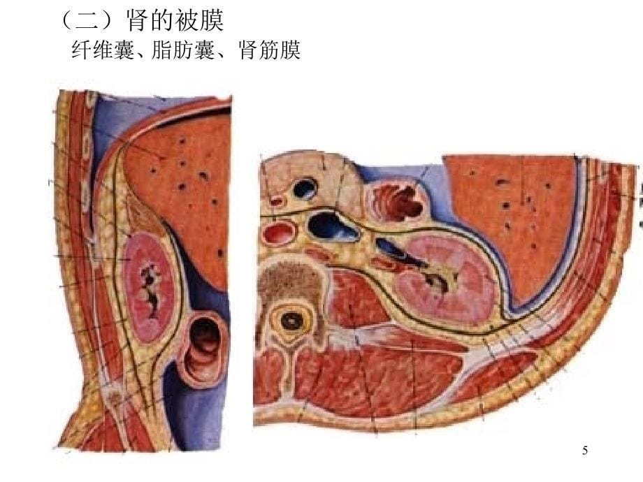 医学课件第五部分泌尿系统教学课件_第5页