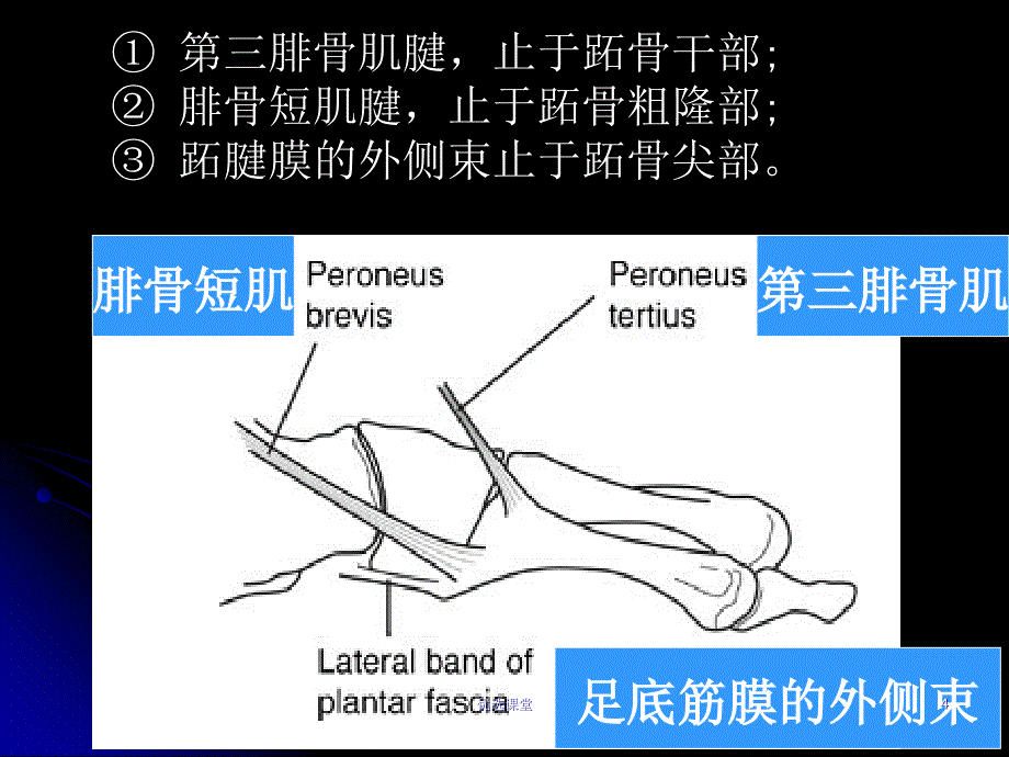 第五跖骨基底部骨折的治疗[讲课适用]_第4页