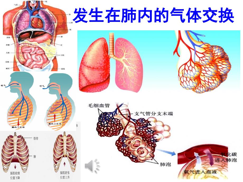 发生在肺内的气体交换_第1页