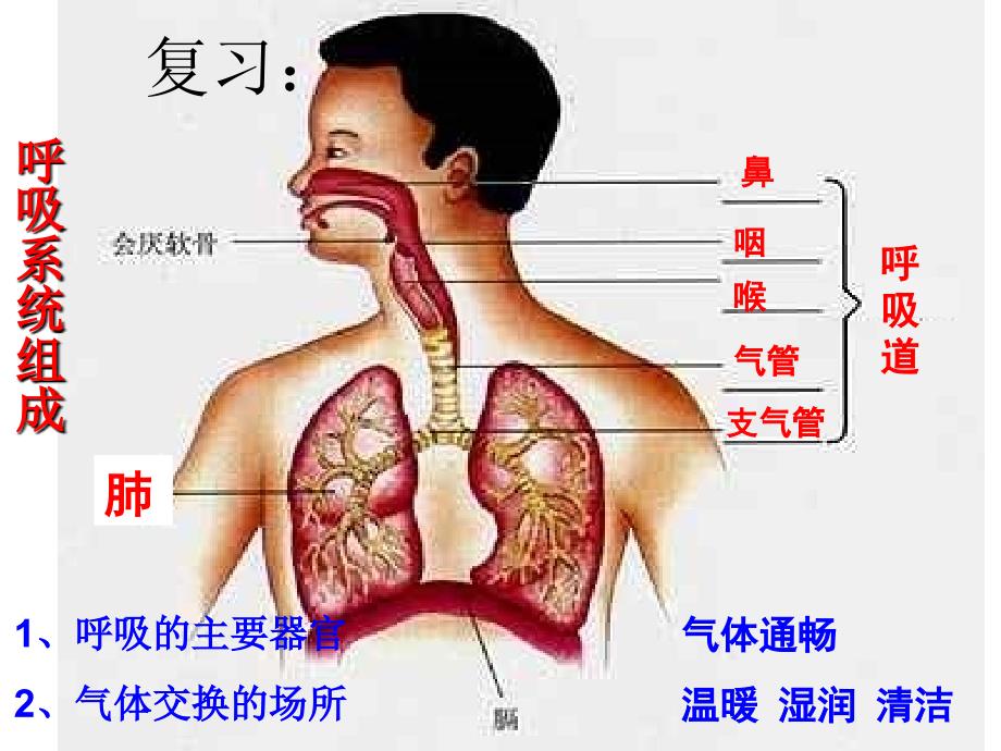 发生在肺内的气体交换_第2页