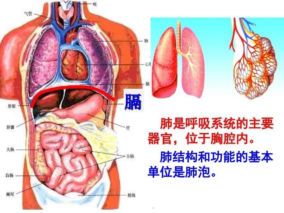 发生在肺内的气体交换_第5页