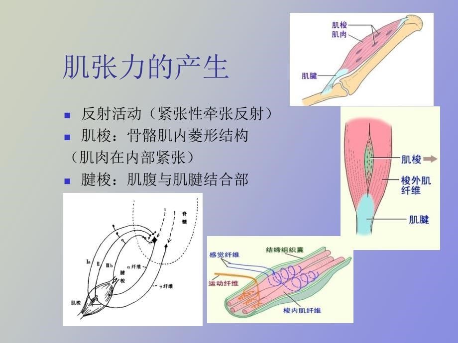 肌张力的评定tuesday_第5页