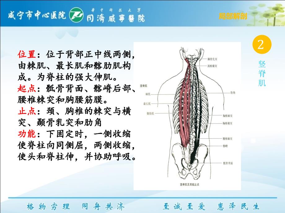 下交叉综合征（呼吸与鼻）_第4页