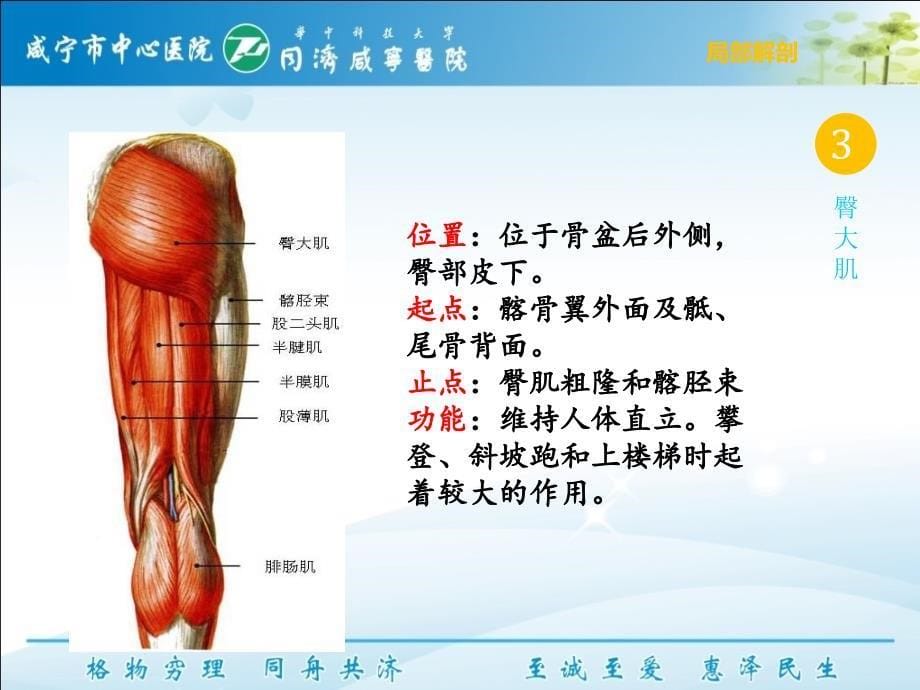 下交叉综合征（呼吸与鼻）_第5页