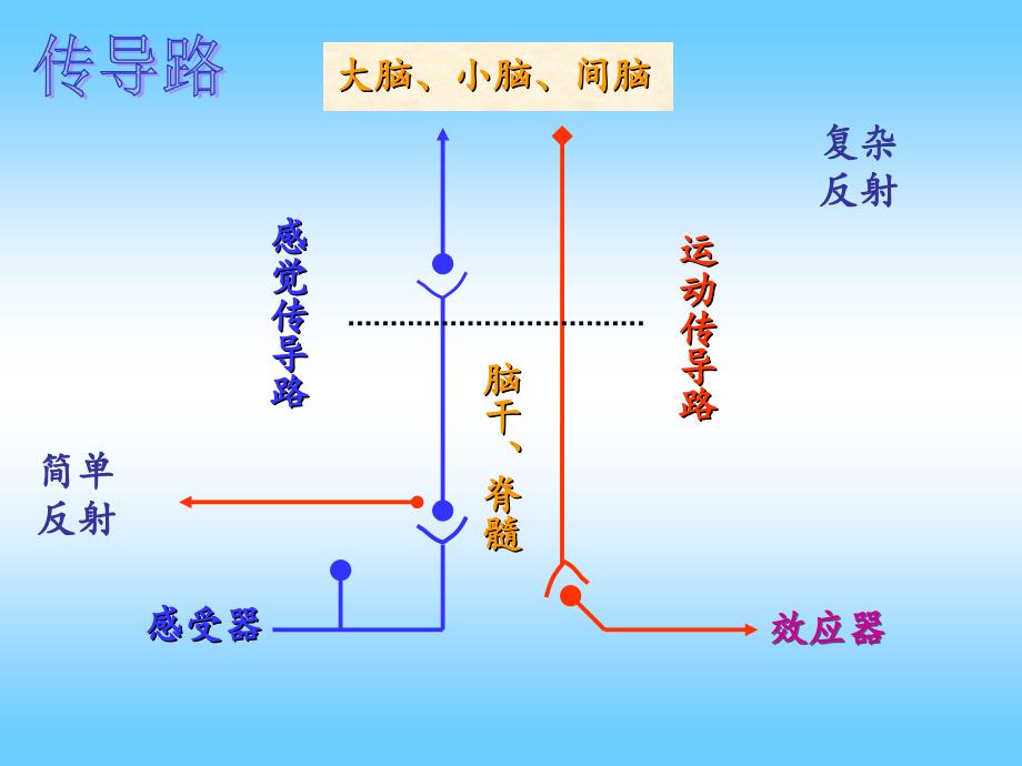 神经系统传导通路PPT精选文档_第2页