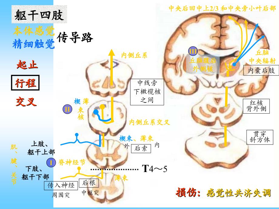 神经系统传导通路PPT精选文档_第3页