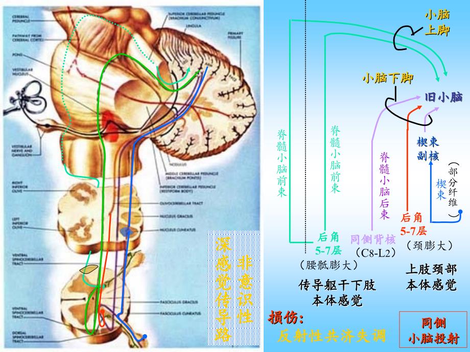 神经系统传导通路PPT精选文档_第4页