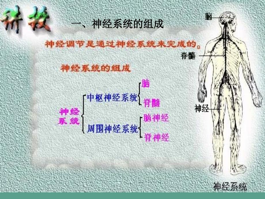 七年级生物动物的神经调节ppt课件_第2页