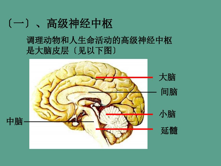 七年级生物动物的神经调节ppt课件_第3页