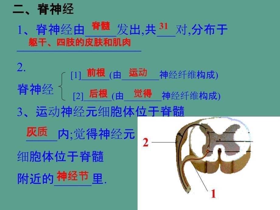 七年级生物动物的神经调节ppt课件_第5页