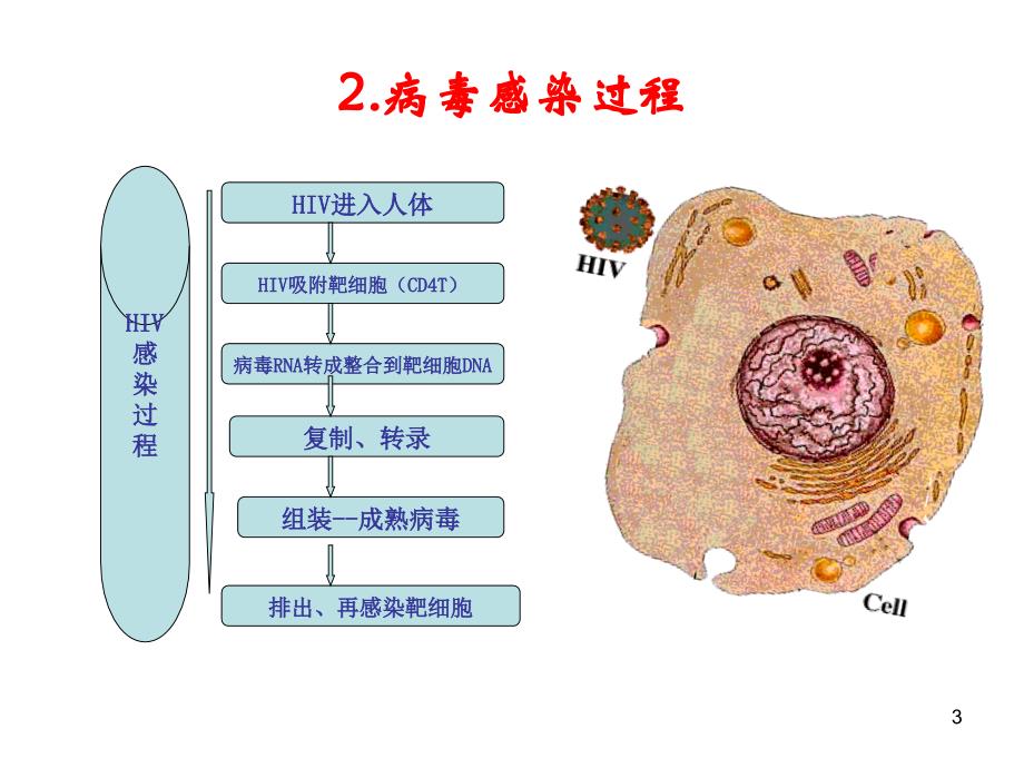 预防艾滋病课件《抗击艾滋,从我做起》_第3页