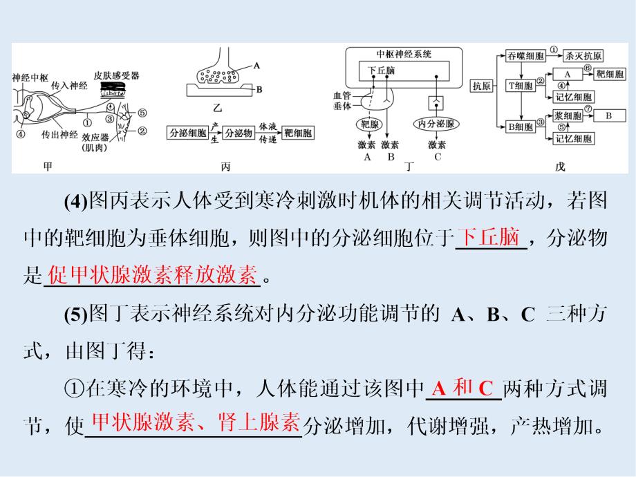 高考生物通用版酷练二轮专题复习课件：专题四 串讲一 内环境稳态及调节 第2课时_第4页