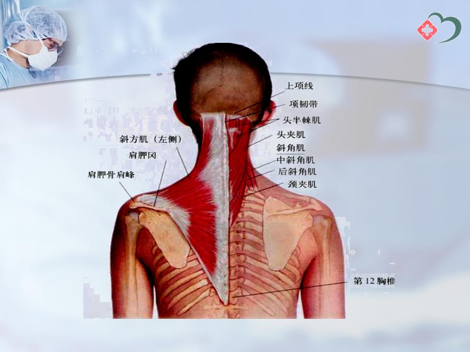 项背肌筋膜炎_第4页