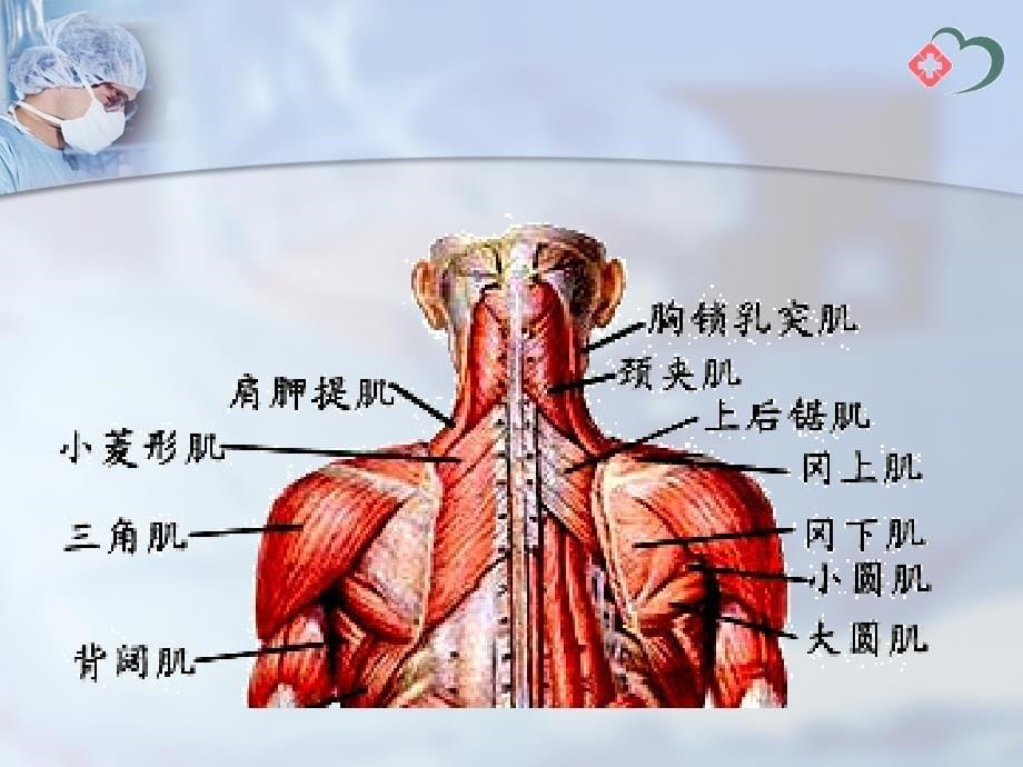 项背肌筋膜炎_第5页