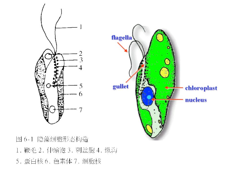 水生生物学水生植物4隐藻门_第3页