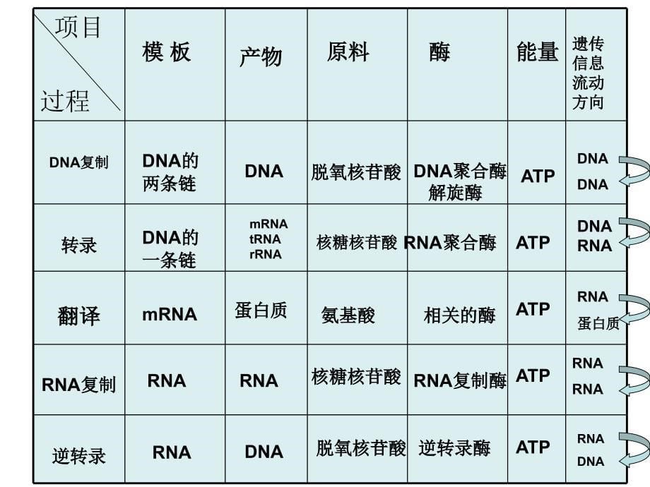 中心法则专题高三复习研究课宝坻一中邓华_第5页