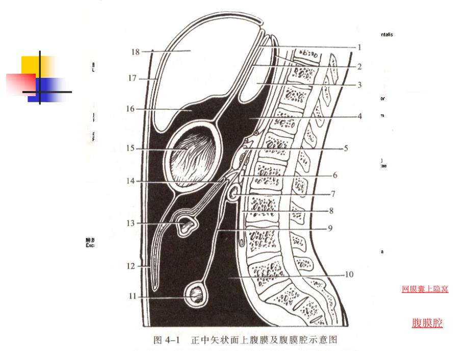 腹部的断面解剖学基础_第2页