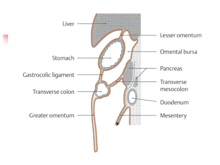 腹部的断面解剖学基础_第4页