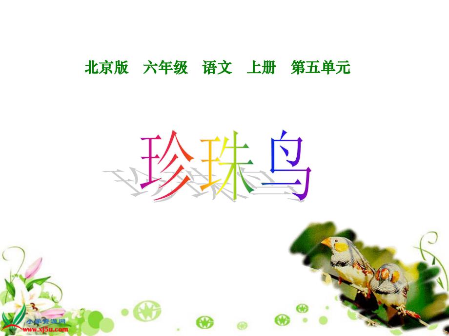 北京版六年级语文上册课件珍珠鸟.ppt_第1页