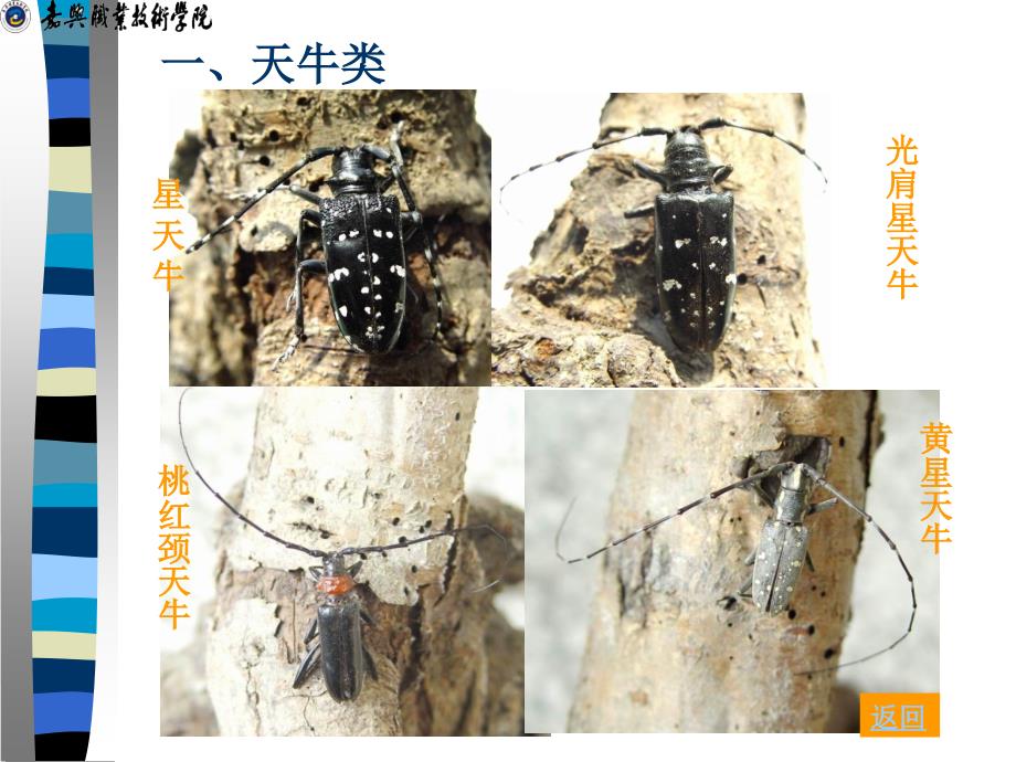 项目三园林植物主要害虫及其防治学习单元三钻柱害虫_第3页