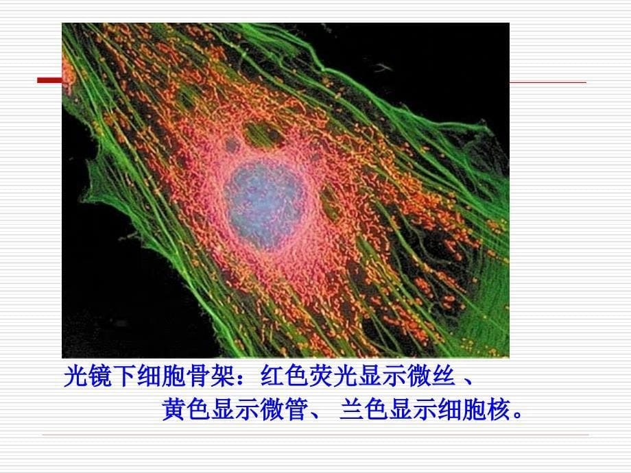 《cellB细胞骨架》PPT课件.ppt_第5页