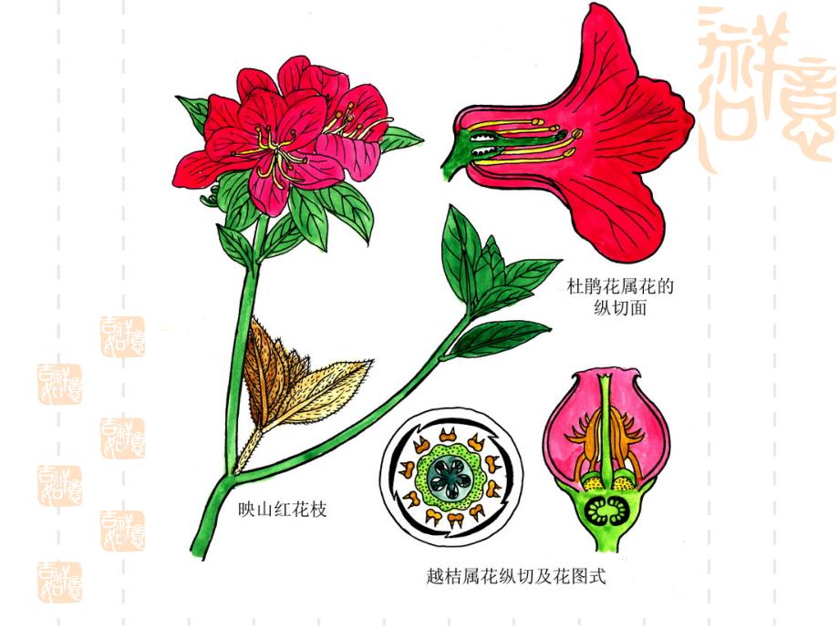 植物学教学课件：双子叶植物7_第4页