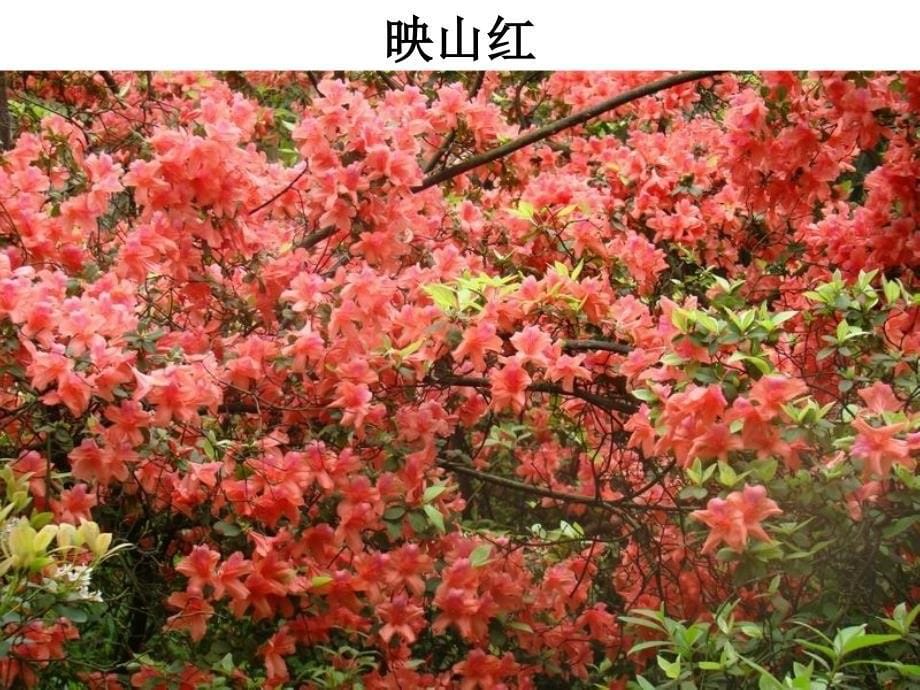 植物学教学课件：双子叶植物7_第5页