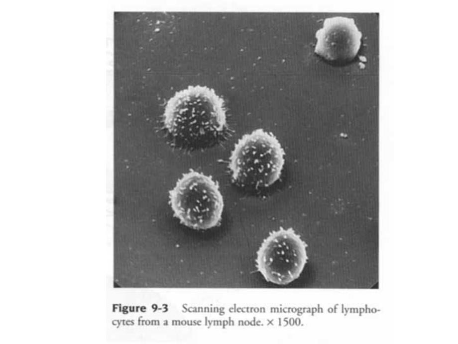 兽医免疫学课件：第三章 免疫细胞 1_第4页