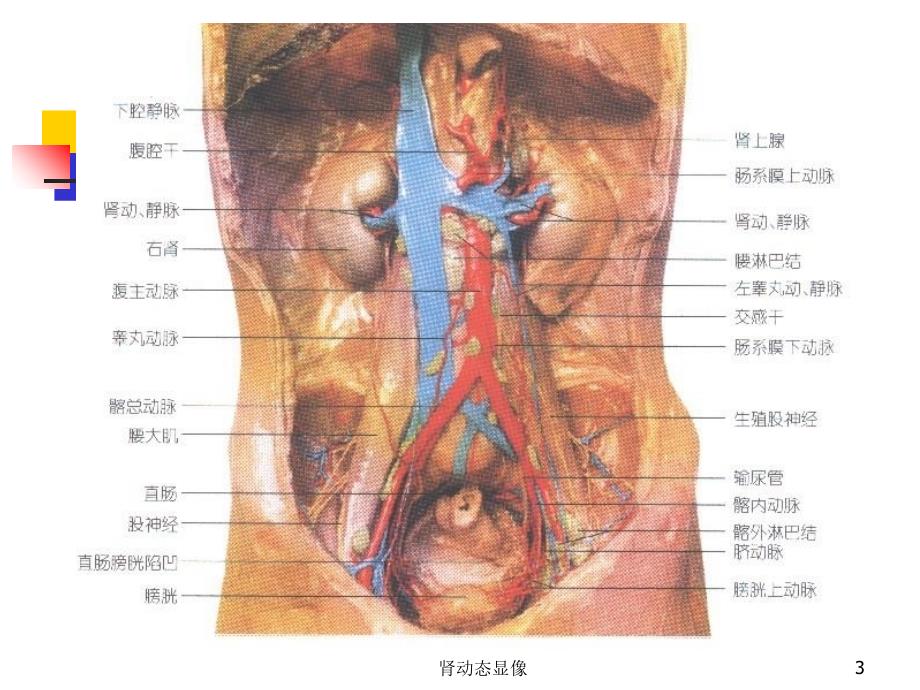 肾动态显像课件_第3页