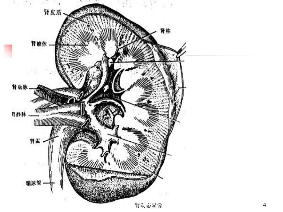 肾动态显像课件_第4页