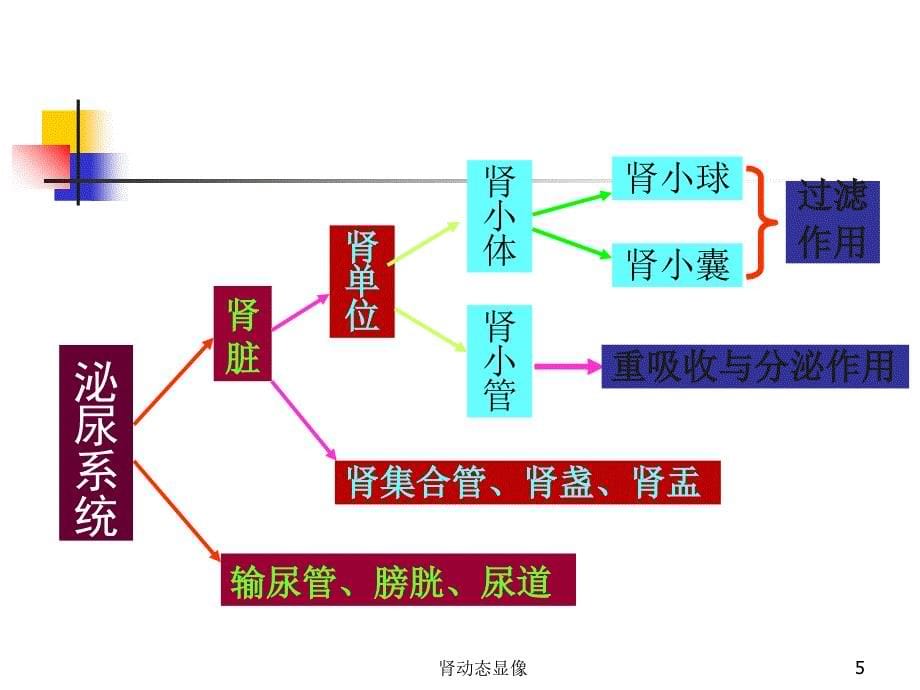 肾动态显像课件_第5页